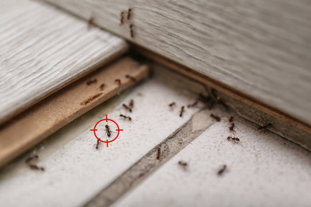 Best Bed Bug Extermination  in Des C, AR