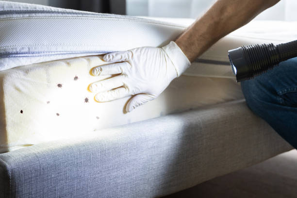 Best Local Pest Control Services  in Des C, AR