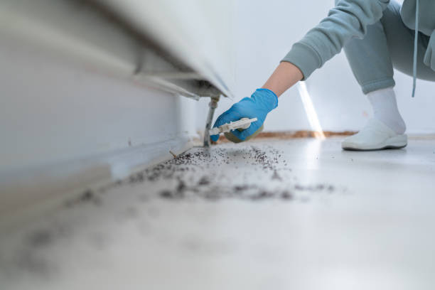 Best Ant Control Services  in Des C, AR